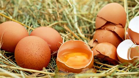 chances of salmonella from raw egg|Cracking the Myth: Unveiling the Real Chances of Contracting .